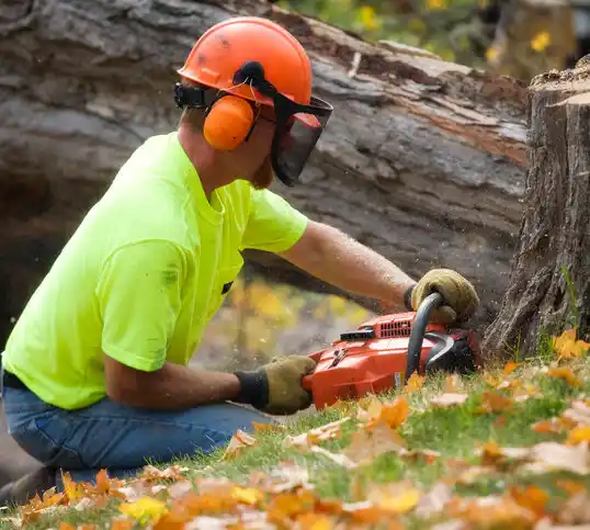 tree services Magee